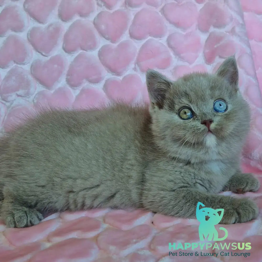 Jessica British Shorthair female lilac with white - live animals