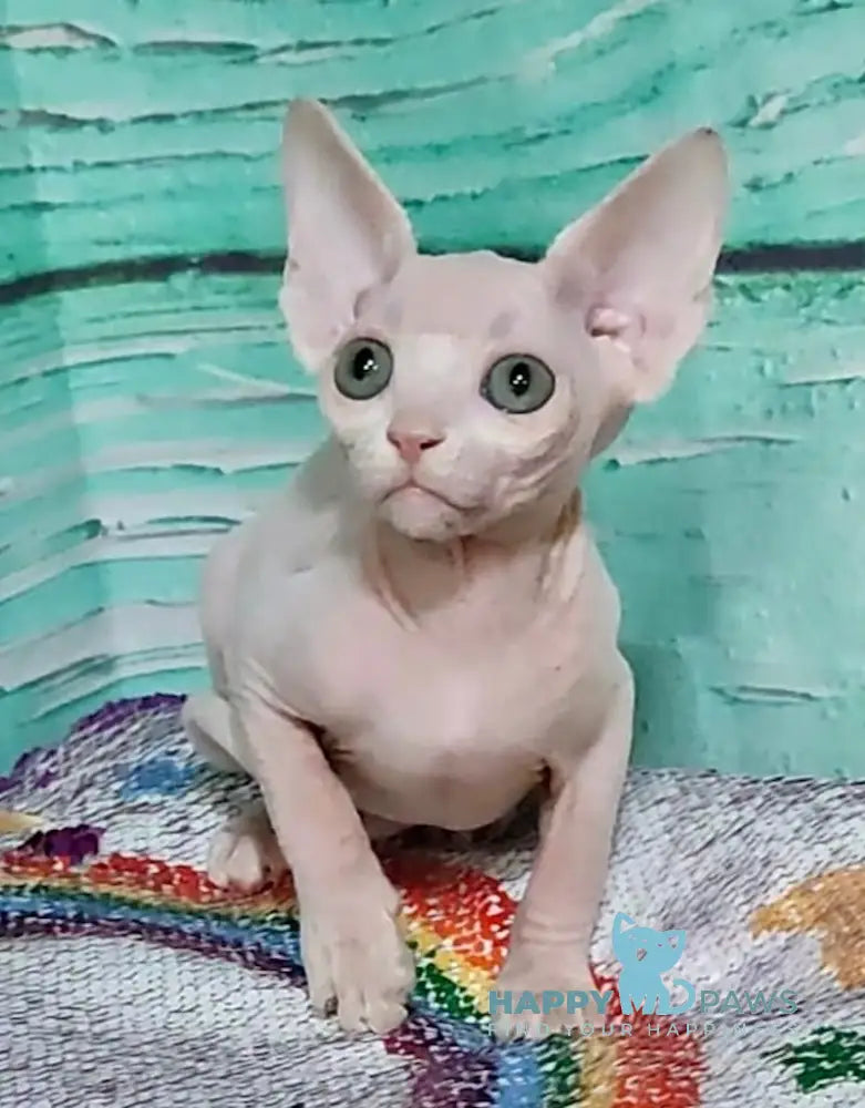 Jessica Canadian Sphynx female white live animals