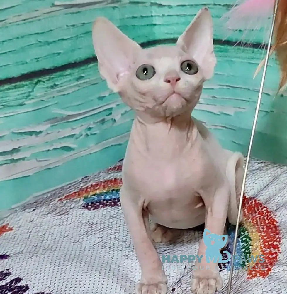 Jessica Canadian Sphynx female white live animals