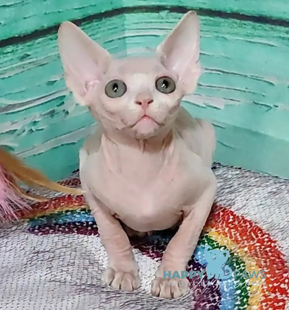 Jessica Canadian Sphynx female white live animals