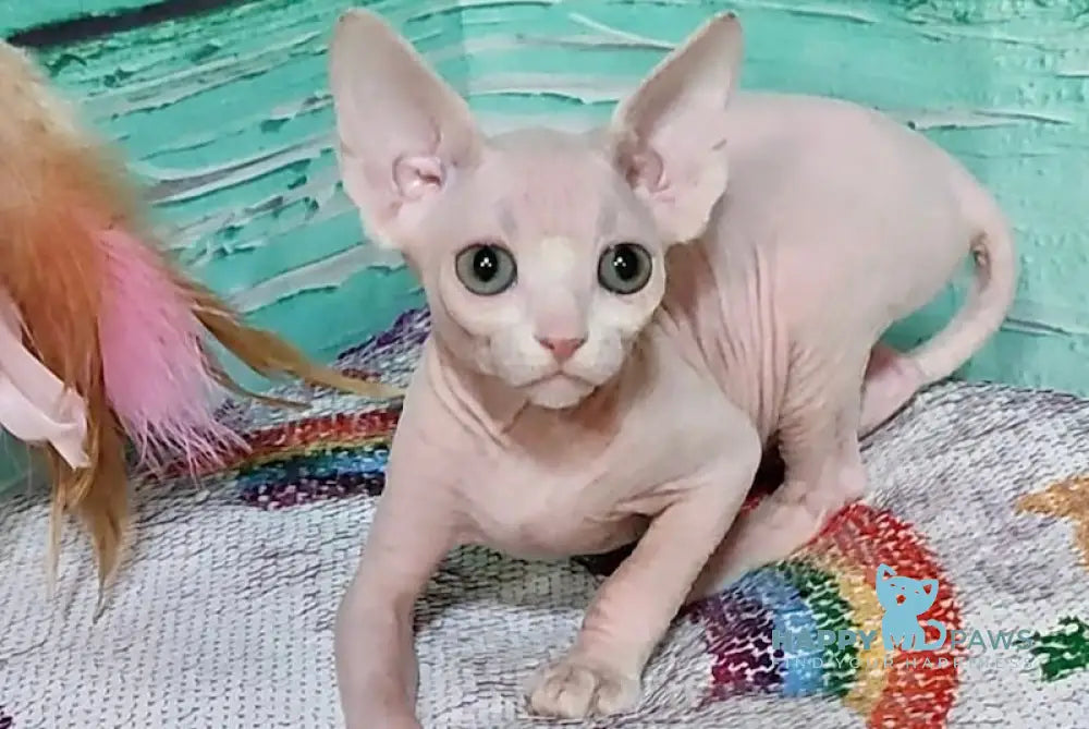 Jessica Canadian Sphynx female white live animals