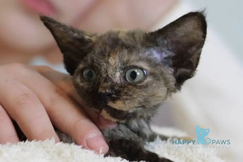 Jessica Devon Rex female black tortie live animals