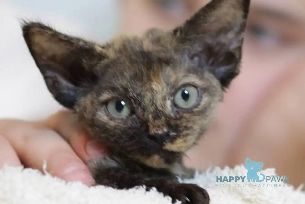 Jessica Devon Rex female black tortie live animals