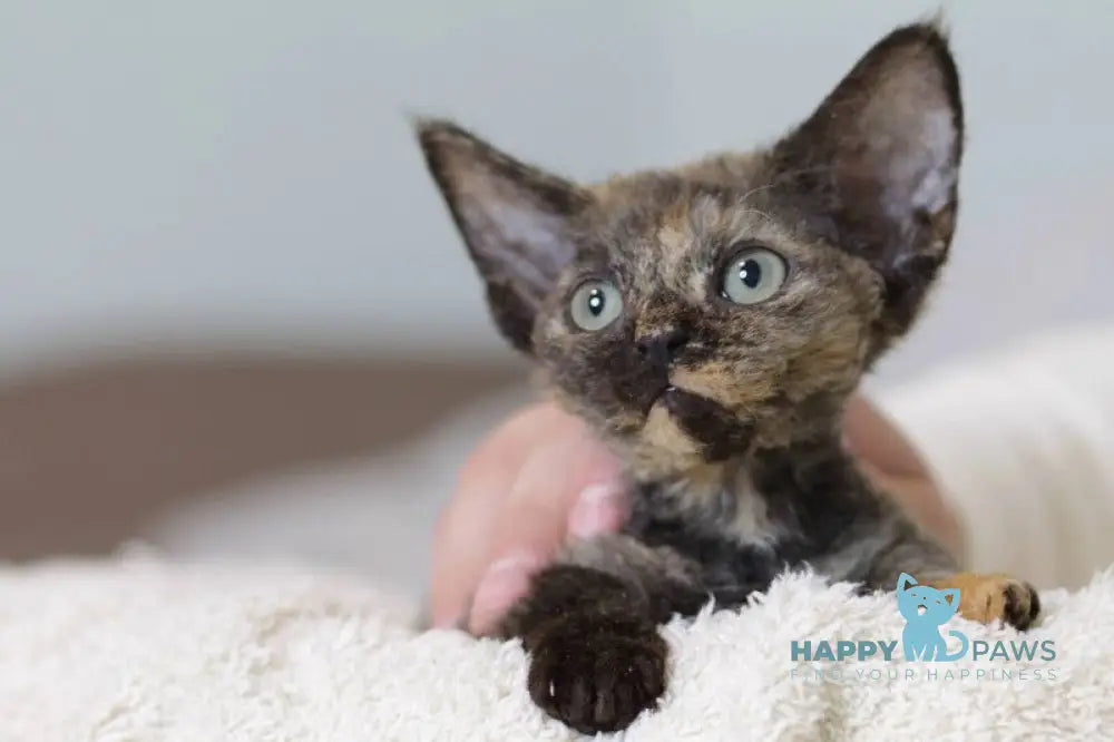 Jessica Devon Rex female black tortie live animals