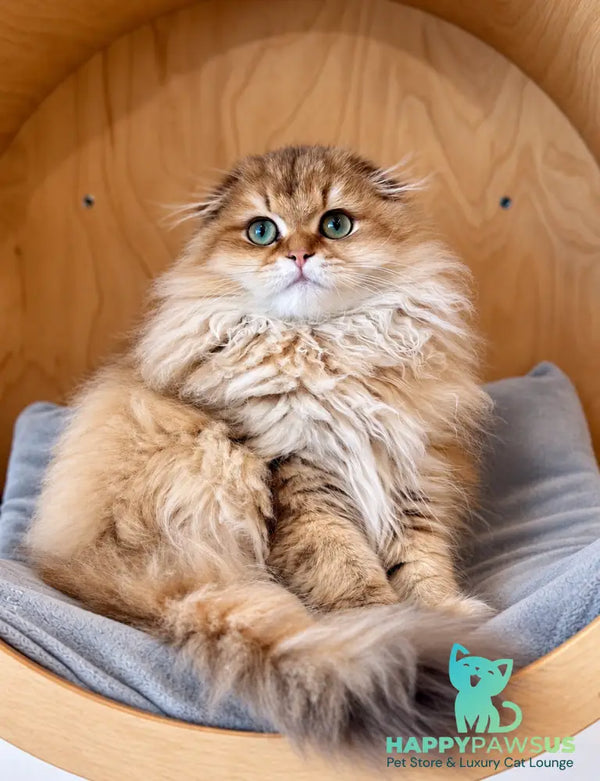 Jessica Scottish Fold female chocolate golden shaded - live animals