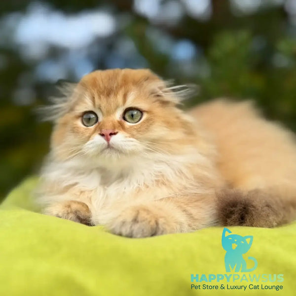 Jessica Scottish Fold female chocolate golden shaded - live animals