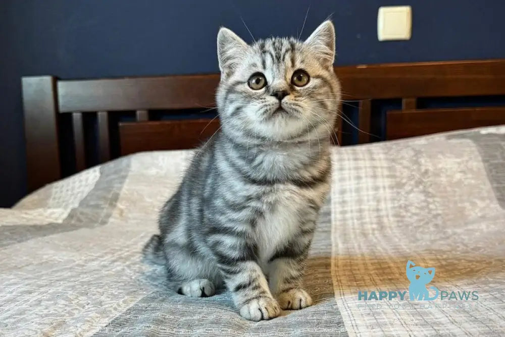 Jessica Scottish Straight female black silver tabby live animals