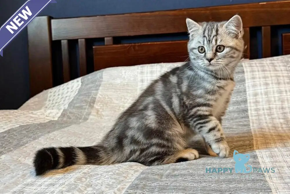 Jessica Scottish Straight female black silver tabby live animals
