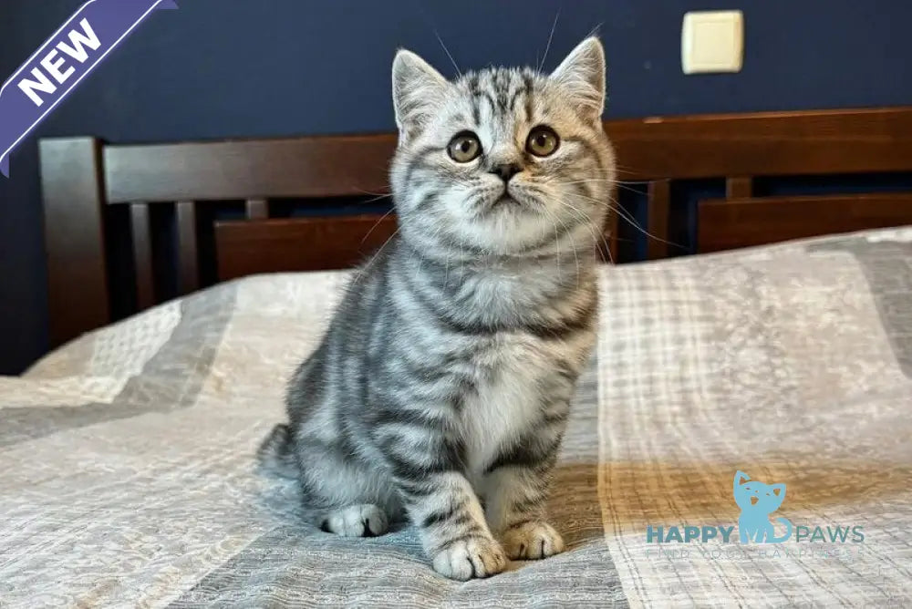 Jessica Scottish Straight female black silver tabby live animals