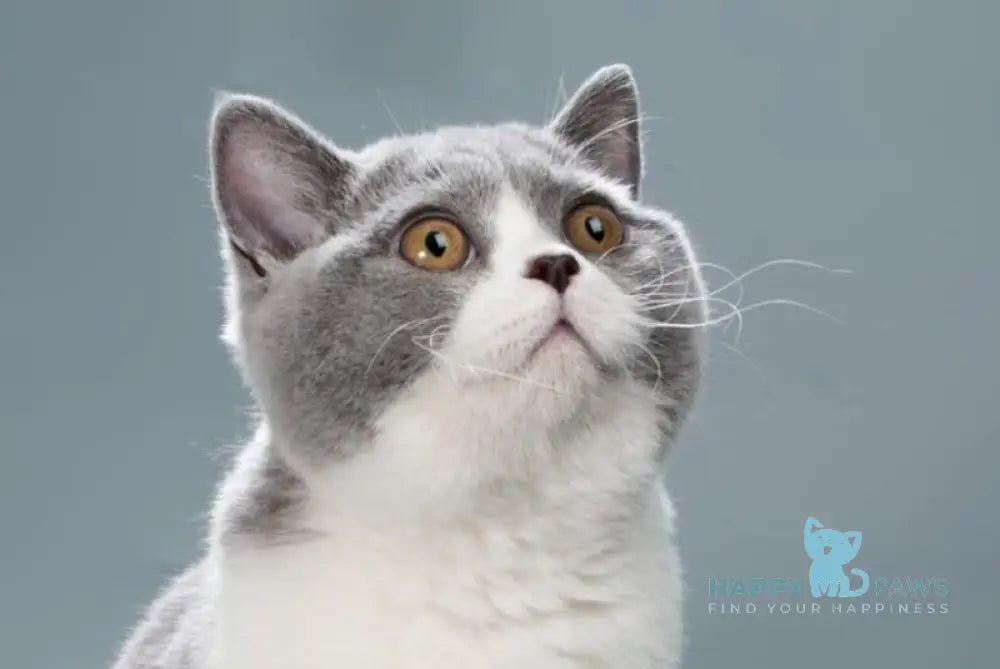 Jessie British Shorthair female blue bicolour live animals