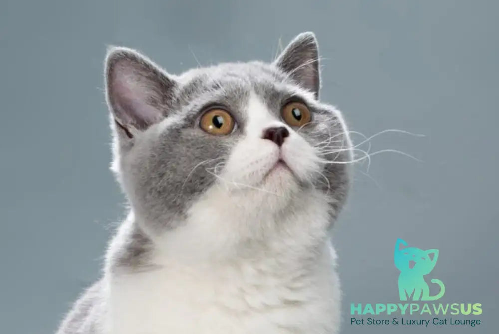 Jessie British Shorthair female blue bicolour live animals