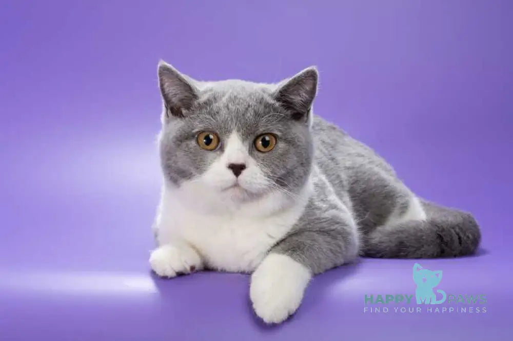Jessie British Shorthair female blue bicolour live animals