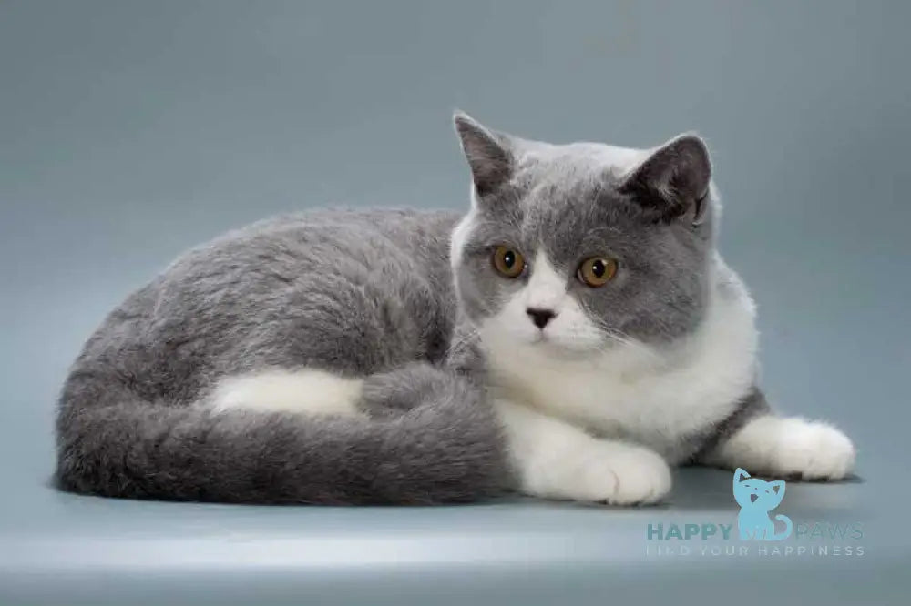 Jessie British Shorthair female blue bicolour live animals