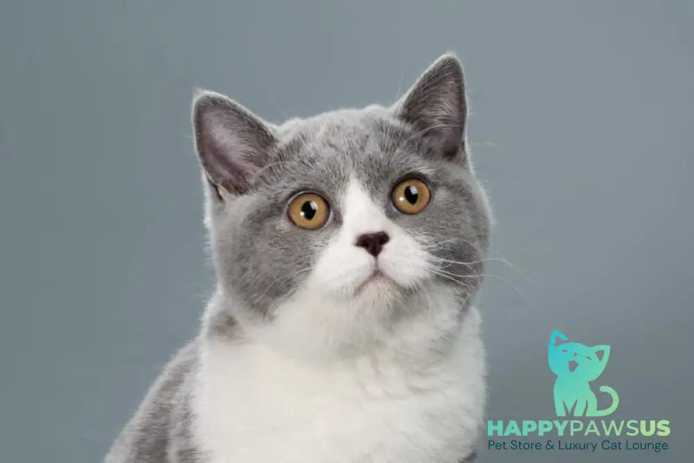 Jessie British Shorthair female blue bicolour live animals