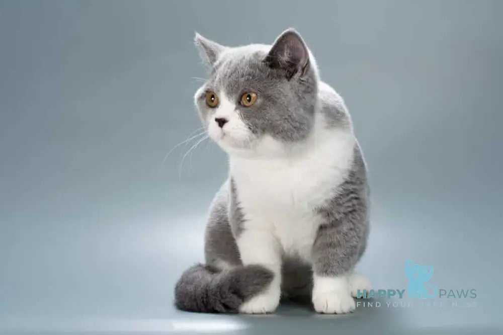 Jessie British Shorthair female blue bicolour live animals