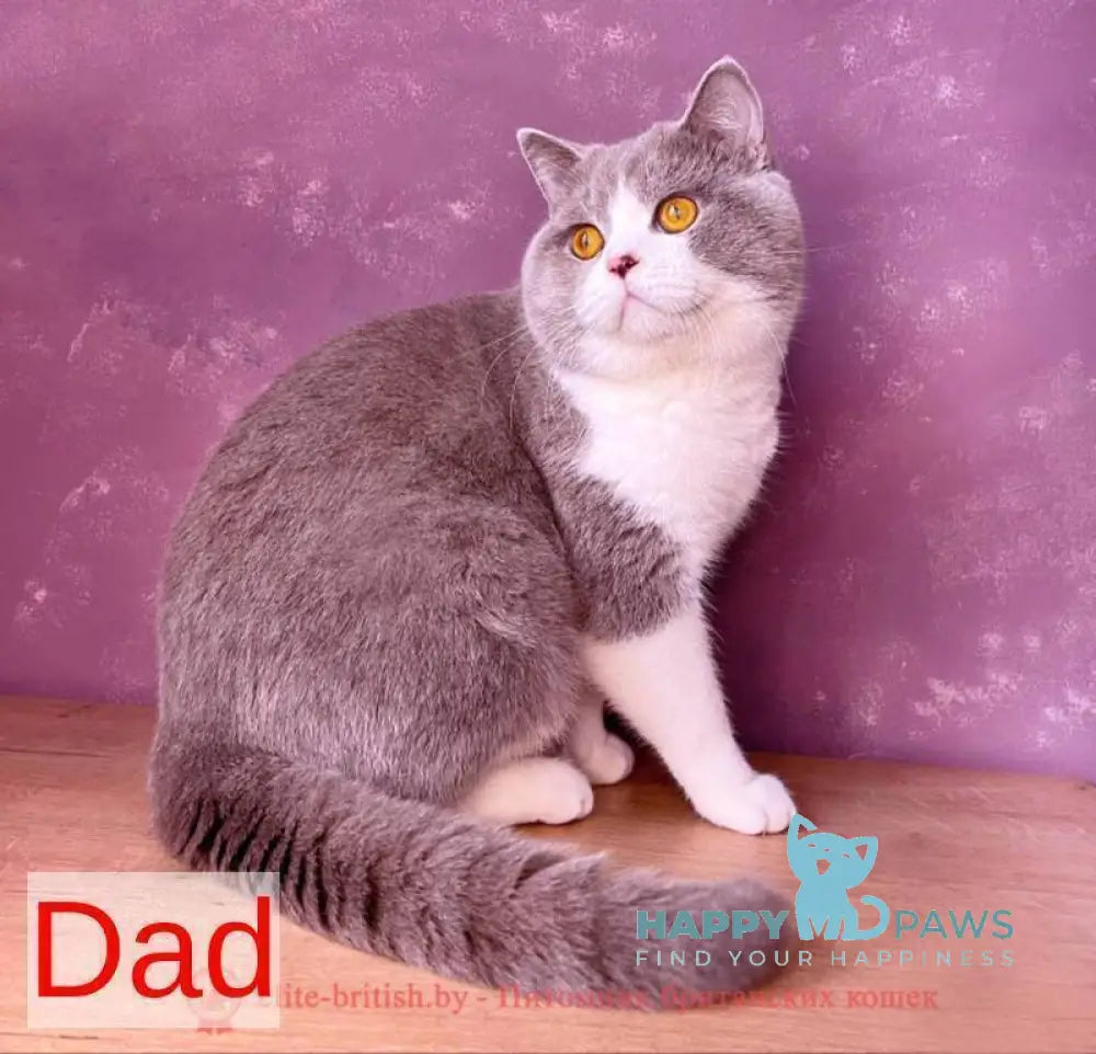 Jessie British Shorthair female blue bicolour live animals