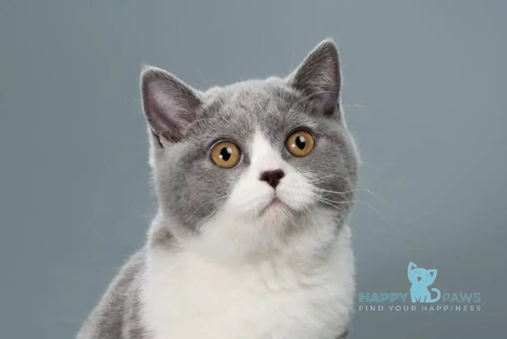 Jessie British Shorthair female blue bicolour live animals