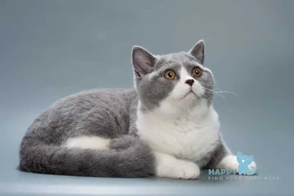 Jessie British Shorthair female blue bicolour live animals