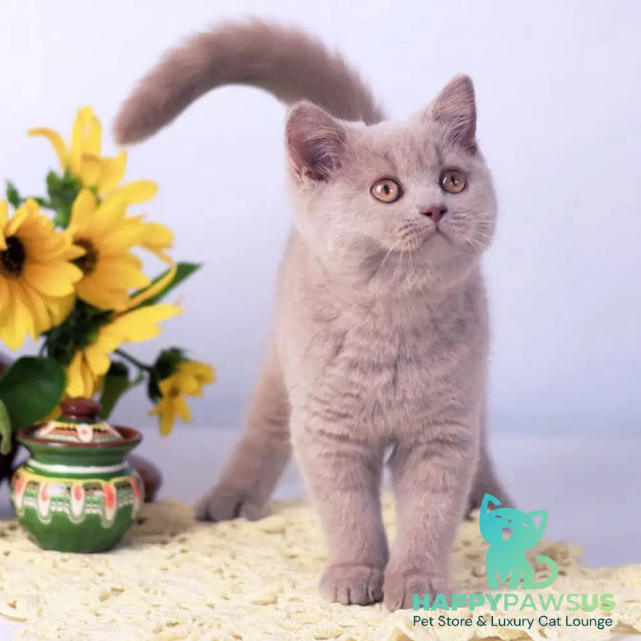 Jessika British Shorthair female fawn - live animals