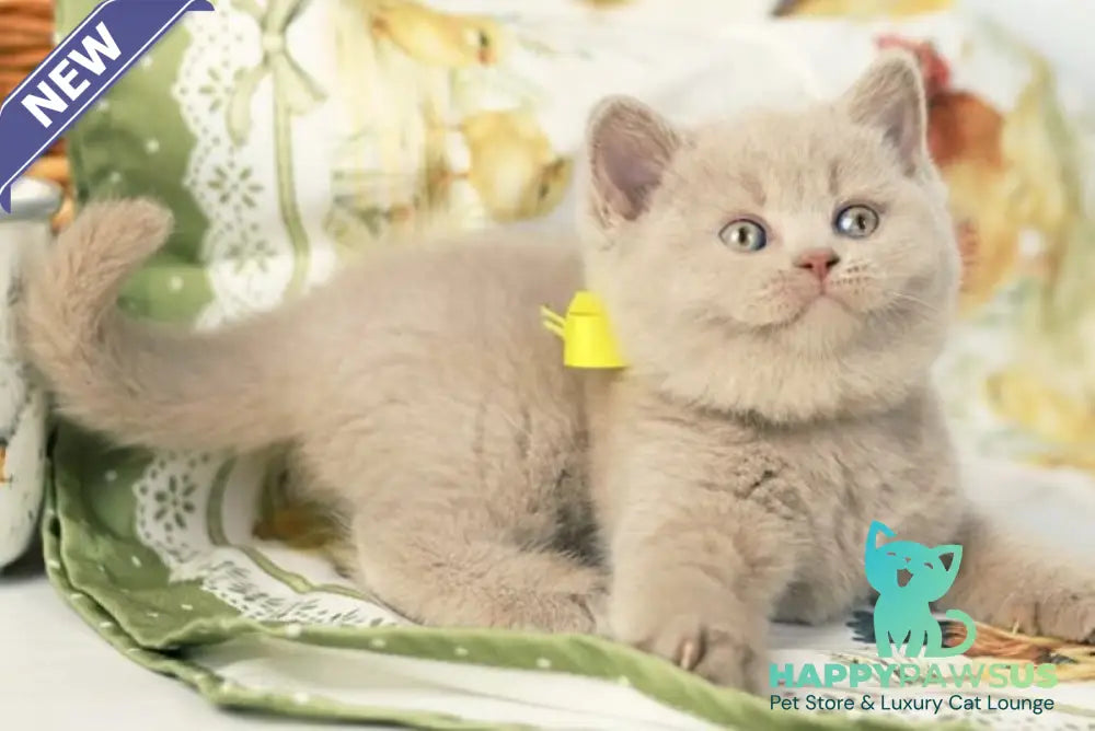 Jessika British Shorthair female fawn - live animals