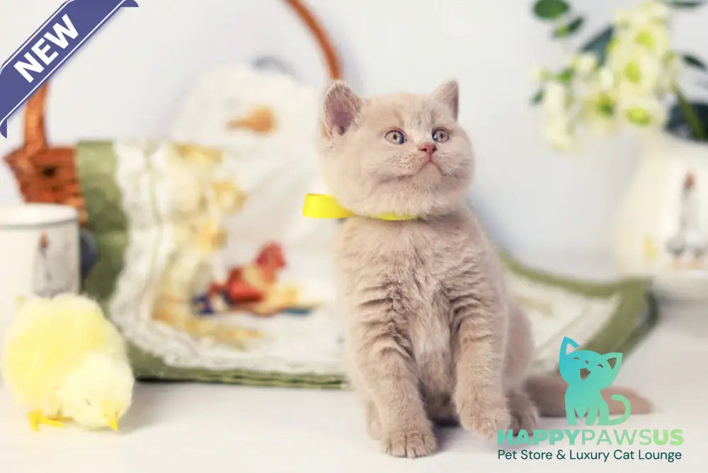 Jessika British Shorthair female fawn - live animals