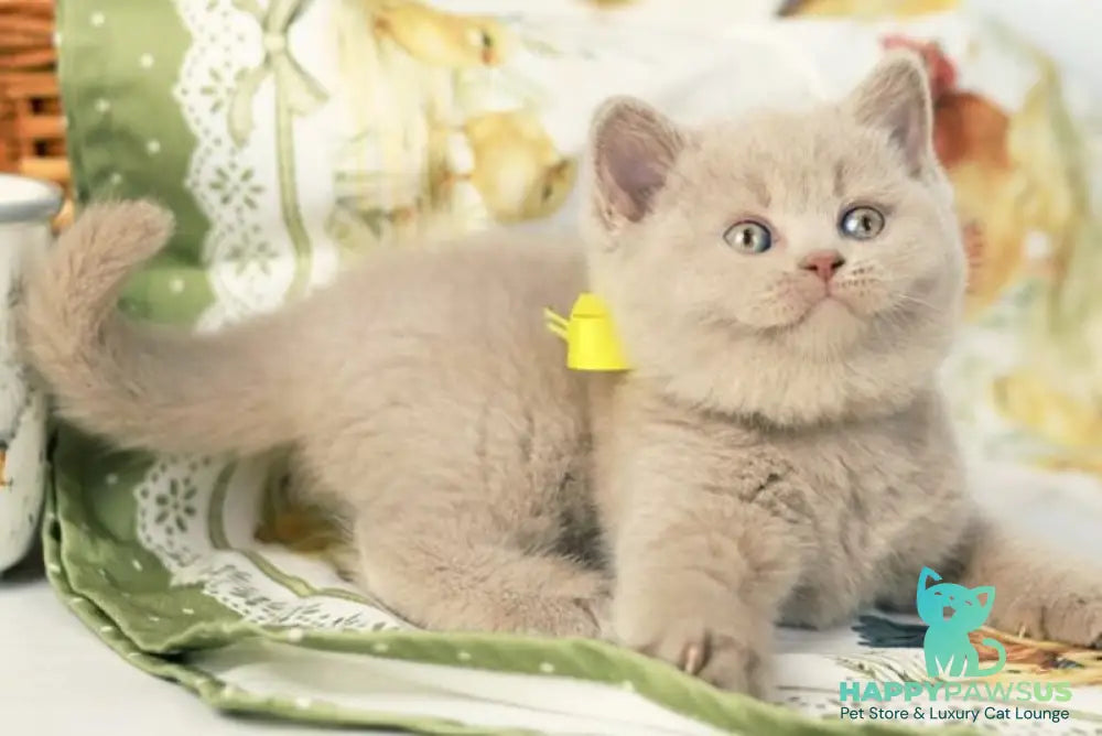 Jessika British Shorthair female fawn - live animals