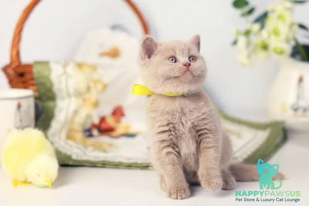 Jessika British Shorthair female fawn - live animals