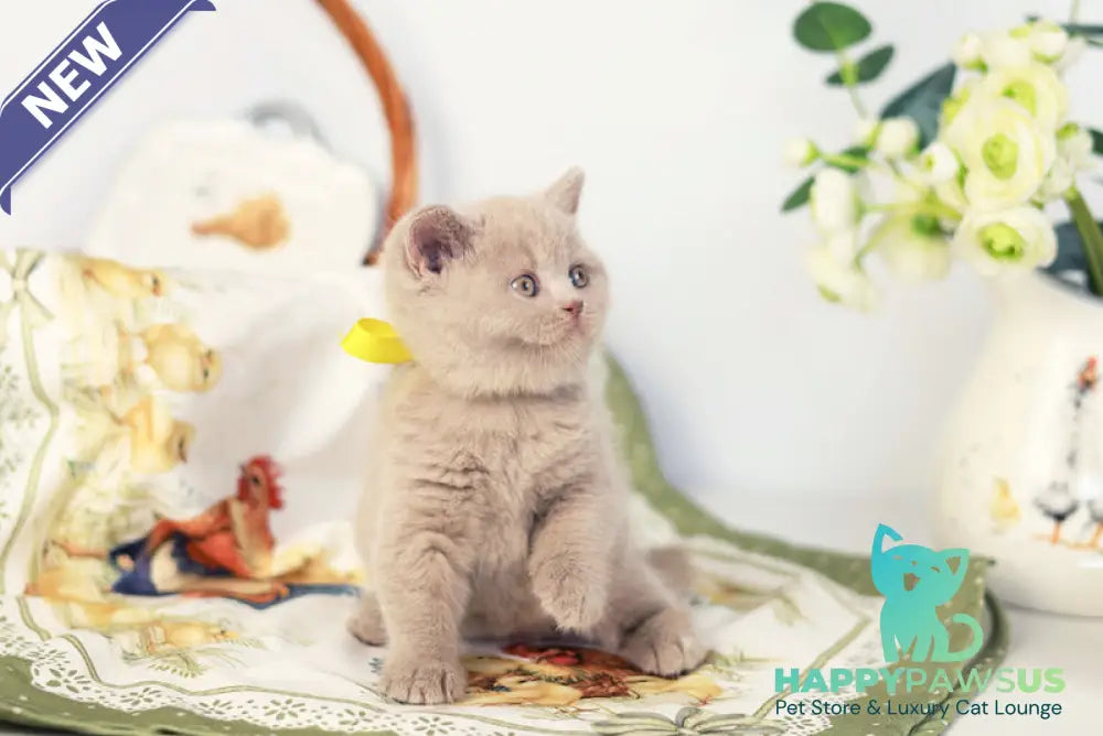 Jessika British Shorthair female fawn - live animals