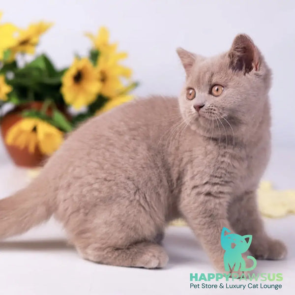 Jessika British Shorthair female fawn - live animals
