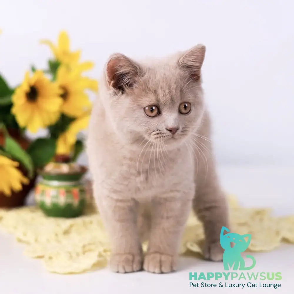Jessika British Shorthair female fawn - live animals