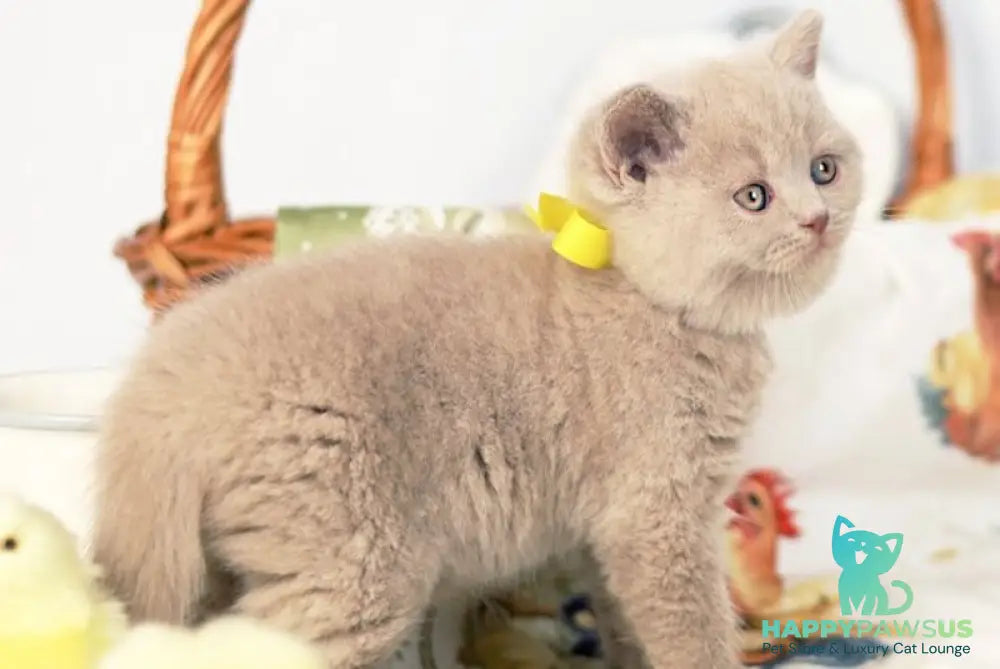 Jessika British Shorthair female fawn - live animals