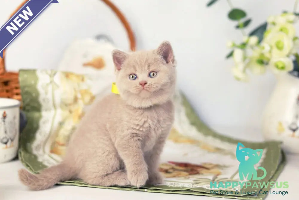 Jessika British Shorthair female fawn - live animals
