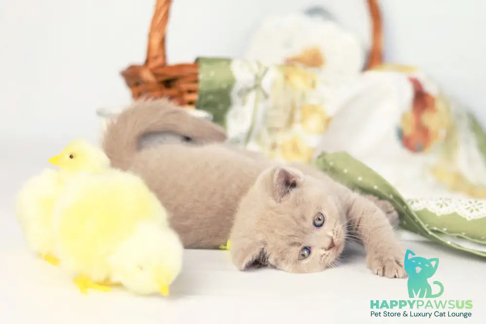 Jessika British Shorthair female fawn - live animals