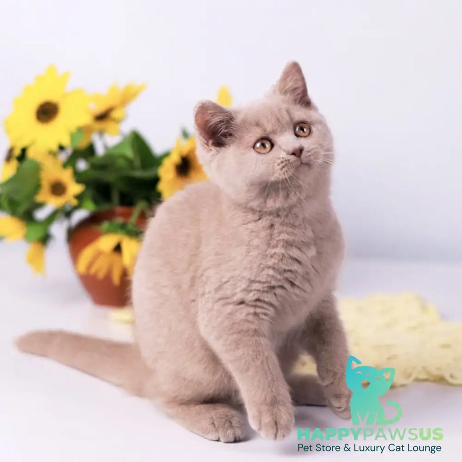 Jessika British Shorthair female fawn - live animals