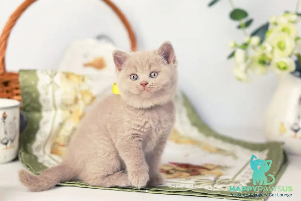 Jessika British Shorthair female fawn - live animals