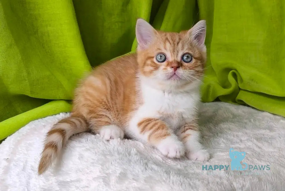 JetStream Scottish Straight female red spotted tabby bicolour live animals