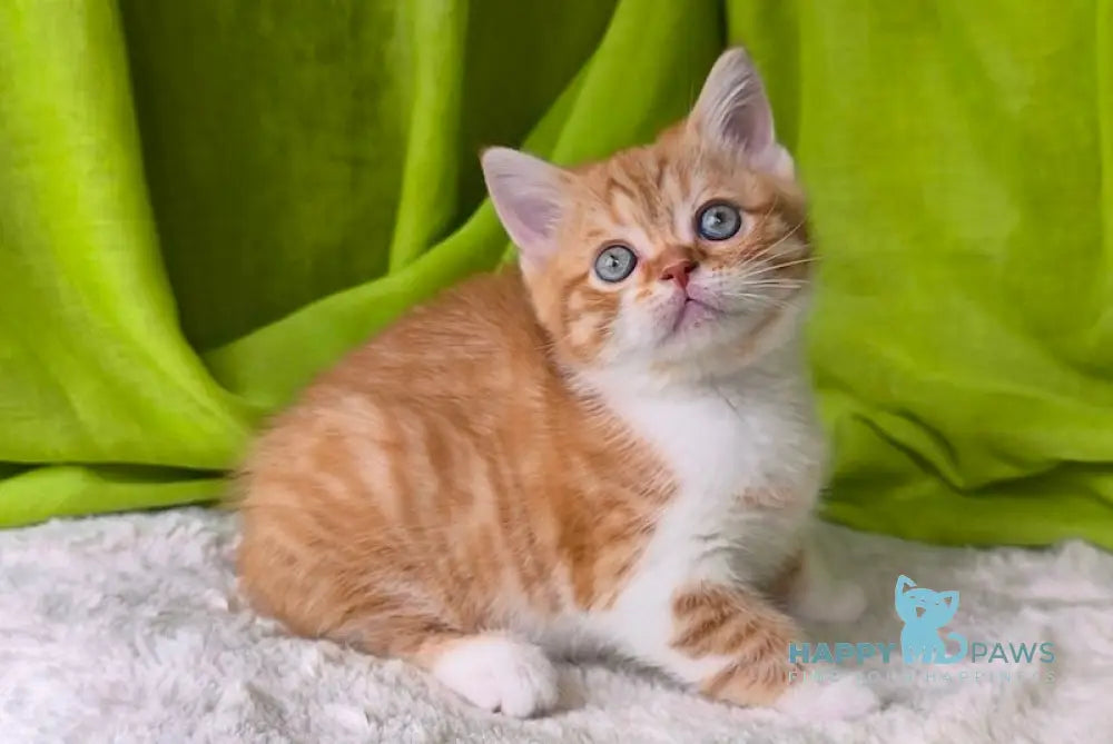 JetStream Scottish Straight female red spotted tabby bicolour live animals
