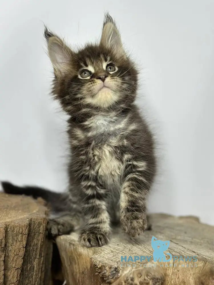 Jett Maine Coon male black tabby - live animals