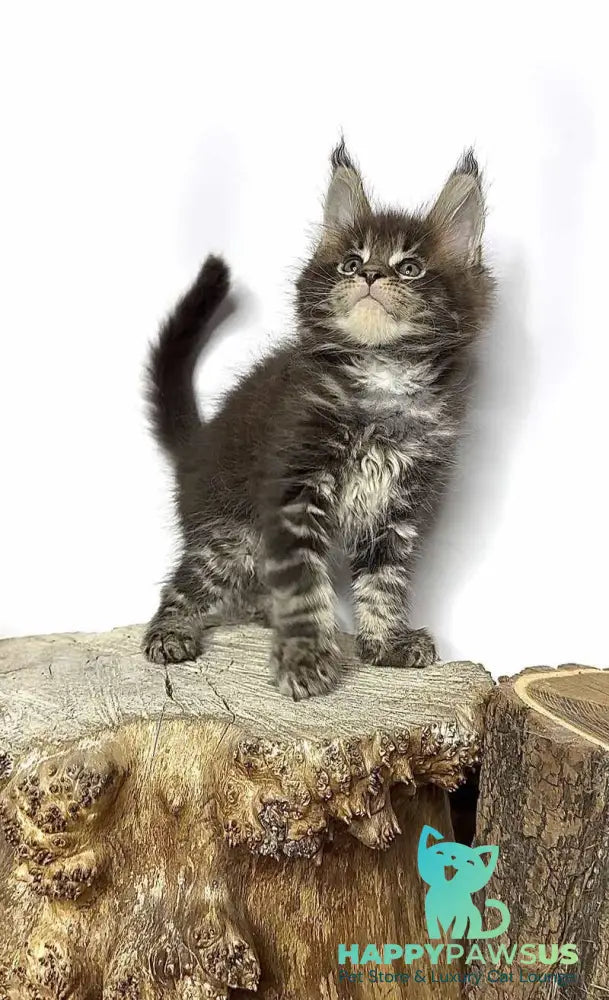 Jett Maine Coon male black tabby - live animals