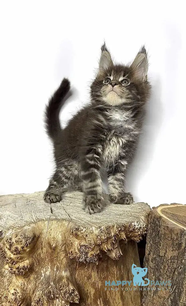 Jett Maine Coon male black tabby - live animals