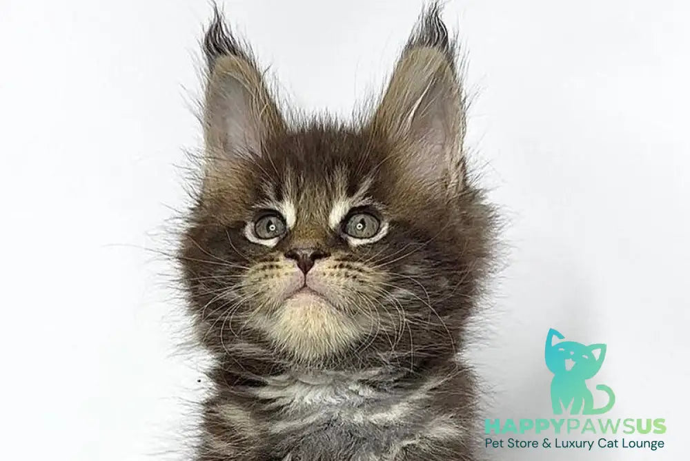 Jett Maine Coon male black tabby - live animals