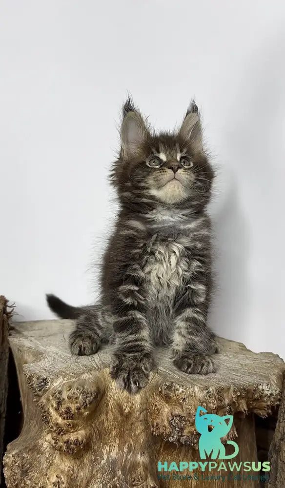Jett Maine Coon male black tabby - live animals