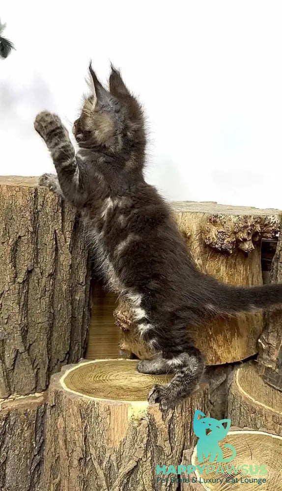 Jett Maine Coon male black tabby - live animals