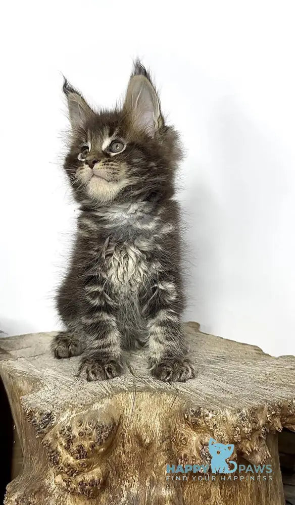 Jett Maine Coon male black tabby - live animals