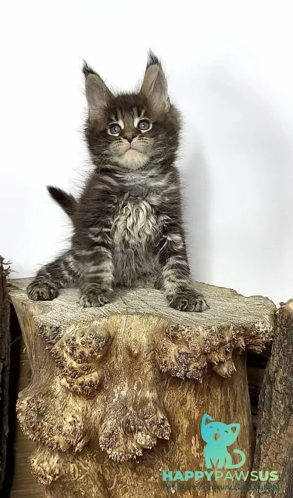 Jett Maine Coon male black tabby - live animals