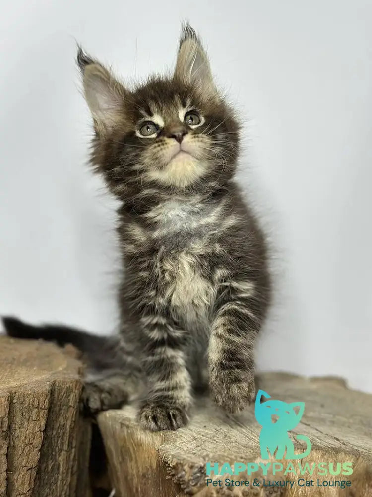 Jett Maine Coon male black tabby - live animals