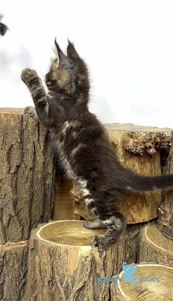 Jett Maine Coon male black tabby - live animals