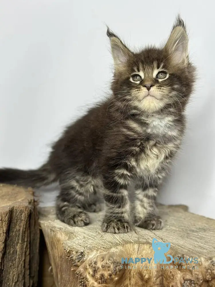 Jett Maine Coon male black tabby - live animals