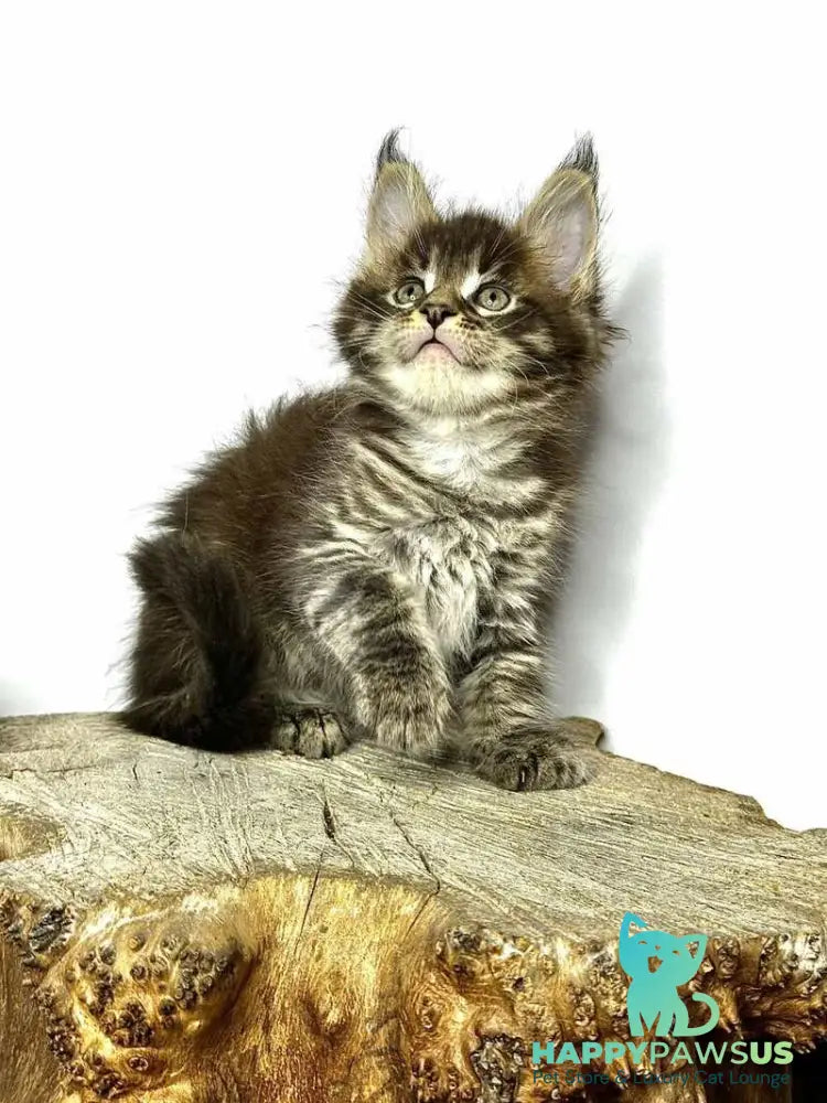 Jetta Maine Coon female black tabby - live animals