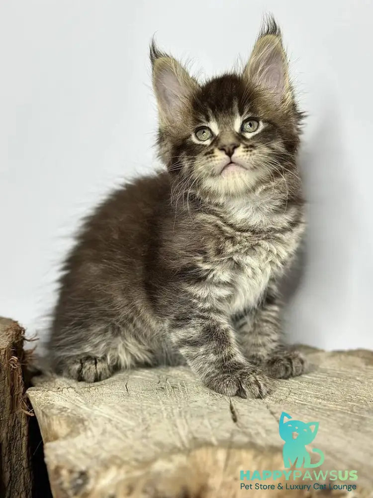 Jetta Maine Coon female black tabby - live animals